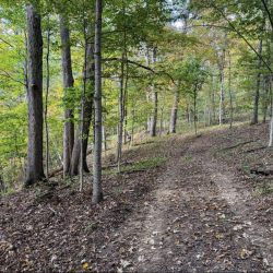 road-in-woods